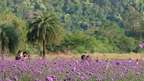 People-walking-around-as-they-enjoy-the-Lavender-or-Lavandula-flowers-and-taking-pictures-with-them-at-the-Hokkaido-Flower-Park-in-Khao-Yai-in-Thailand