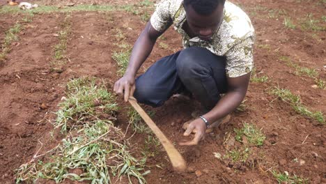 Hombre-Africano-Cortando-Mechones-De-Hierba-Y-Luego-Plantándolos-En-El-Suelo