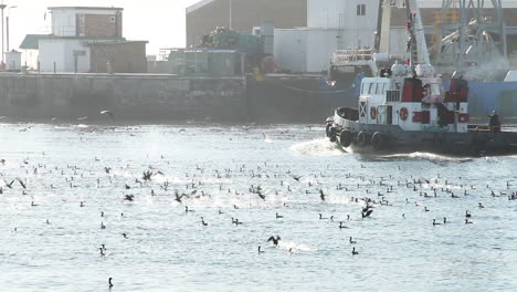 Remolcador-En-Puerto-Con-Aves-Marinas