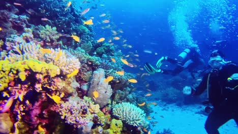 A-diver-admiring-the-magnificent-submarine-world