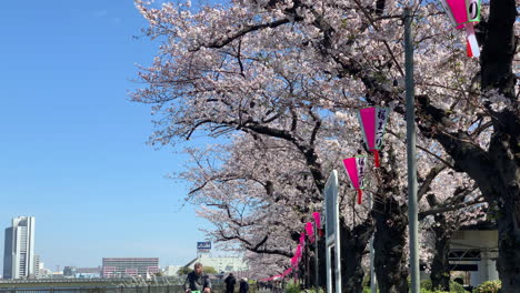 Cherry-blossoms-and-paper-lamp