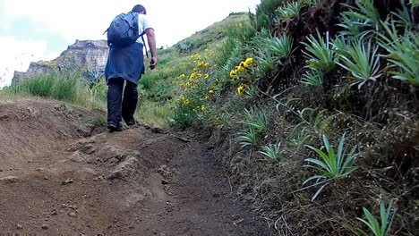 Detail-POV-close-up-path-hiking-trekking-through-the-laurel-forest-Laurissilva-levada-walk-Areeiro-to-Pico-Ruivo-mountain-landscape-the-Island-of-Madeira-UNESCO-Natural-Heritage