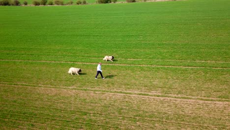 Vista-Aérea-De-Un-Hombre-Caminando-Con-Sus-Perros-Pastores-Caucásicos-De-Pura-Raza-En-Un-Campo