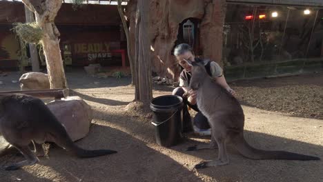 Una-Cuidadora-Del-Zoológico-Está-Acariciando-Canguros-Wallaroo-Australianos-Negros-Peludos-En-El-Zoológico-De-Sydney-De-Vida-Salvaje,-Puerto-Querido