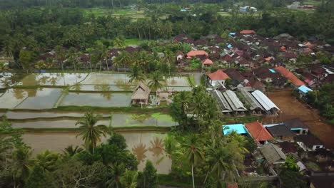 Drone-Shot-of-a-tourist-enjoying-a-swing-between-two-coconut-trees-that-swings-out-over-some-Rice-Terraces-in-Bali,-Indonesia