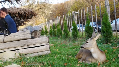 El-Personal-Del-Restaurante-Encontró-Un-Ciervo-Bebé-En-El-Bosque