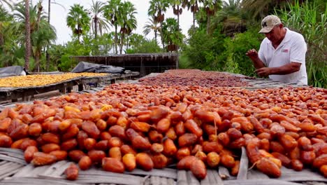 Medium-close-up-shot,-man-in-white-polo-shirt-arranging-the-dry-dates-on-the-table-in-Isla-Holbox,-Mexico,-Palm-trees-in-the-background