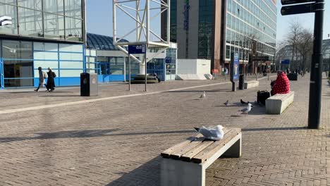 Standbild-Einer-Frau-Und-Einer-Möwe,-Die-Auf-Zwei-Verschiedenen-Bänken-Vor-Dem-Bahnhof-Sloterdijk-Sitzen