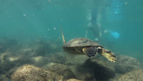 Los-Turistas-Disfrutan-De-Las-Visitas-Submarinas-A-Una-Hermosa-Tortuga-Marina-Honu-En-Maui,-Hawaii