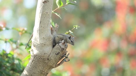 a-family-that-includes-small-or-medium-size-rodents