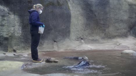 Eine-Junge-Tierpflegerin-Wirft-Einem-Fressenden-Seeotter-Im-Wassergehege-Enhydra-Lutris-Fische-Zu