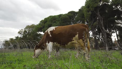 cow-eating-herbs-in-cloudy-day-of-winer