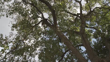 looking-up-of-the-tree