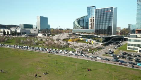 Luftaufnahme:-Menschen,-Die-Während-Der-Kirschblütenzeit-Zwischen-Weißen-Sakuras-In-Vilnius-Spazieren,-Mit-Geschäftsgebäuden-Im-Hintergrund