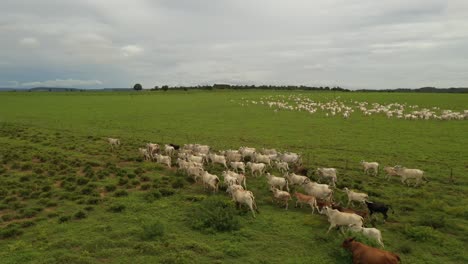 Disparo-De-Drones-De-Ganado-En-El-Pasto