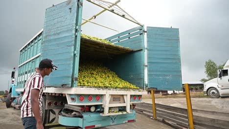 person-watching-a-truck-full-with-oranges