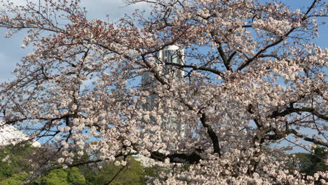 Hermosa-Vista-De-Un-Lago-En-El-Jardín-Botánico-De-Koishikawa-Con-Flores-De-Cerezo