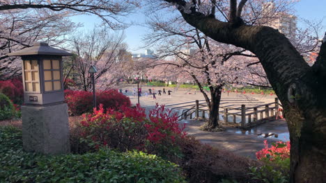 Menschen-üben-Tai-Chi-Im-Asukayama-Park-Mit-Kirschblüten