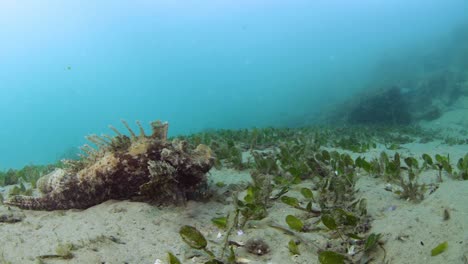 A-venomous-Stone-Fish-crawling-along-the-ocean-floor