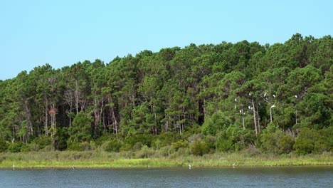 Reiher-In-Den-Sumpfgebieten-Im-Huntington-Beach-State-Park-In-South-Carolina-Fliegen-Vom-Sumpf-Zu-Den-Nahegelegenen-Kiefern