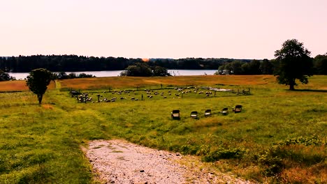 A-Border-Collie-herds-a-flock-of-Sheep-in-Harpswell,-Maine