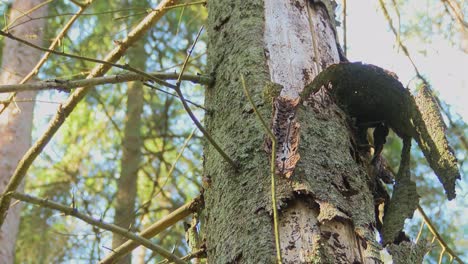 Un-Viejo-Abeto-Seco-Y-Enfermo-Se-Encuentra-En-Medio-Del-Bosque