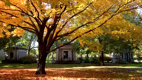 autumn-yellow-leaves-and-tombs-in-a-cemetery-4k