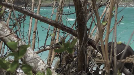 Granjero-Cubano-Local-Viaja-A-Lo-Largo-De-La-Playa-En-Un-Carro-Con-Ruedas,-Tirado-Por-Un-Buey,-Para-Vender-Cocos-Y-Frutas-Tropicales-A-Los-Turistas-Por-Un-Pequeño-Ingreso-Filmado-A-Través-Del-Bosque