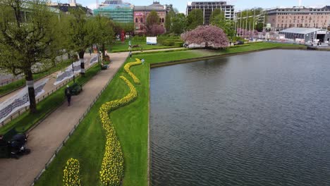 Hermosas-Hileras-De-Tulipanes-Amarillos-Y-Cerezos-En-Flor-En-El-Fondo---Parque-De-La-Ciudad-De-Bergen-Con-Agua-De-Lille-LungegÃ¥rdsvann