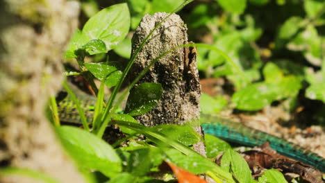 Ameiva-Lagarto-Verde-Marrón-Corriendo-Y-Escondiéndose-Detrás-De-Las-Plantas