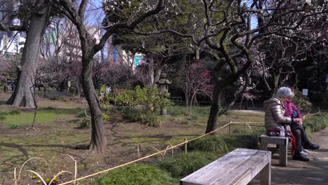 Old-Japanese-People-Sitting-On-The-Wooden-Bench-At-The-Sakura-Park-In-Japan-With-Blossoming-Cherry-Blossom-Trees-In-The-Background---Wide-Shot