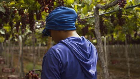 Vineyard-worker-cuts-down-a-bundle-of-grapes-from-an-overhead-vine-canopy