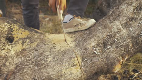 Refugee-cutting-up-tree-for-fire-wood-Moria-camp-MID-SHOT