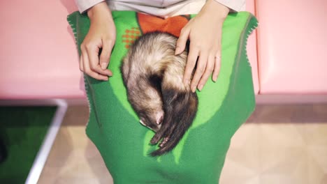 Ein-Schlafendes-Erdmännchen-Wird-Von-Einer-Dame-Auf-Ihrem-Schoß-In-Einem-Tiercafé-In-Harajuku,-Tokio,-Japan,-Gestreichelt-–-Mittlere-Aufnahme