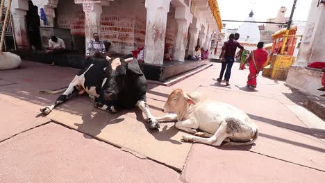 Los-Toros-Se-Sientan-Dentro-Del-Campus-Del-Templo-Baidyanath-Dham-En-Deoghar,-Jharkhand