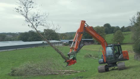 Bagger-Bagger-Baumscherenaufsatz-Trägt-Und-Lässt-Einen-Baum-Fallen