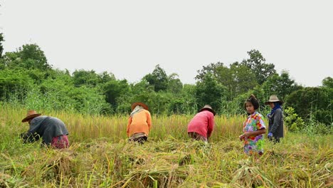 Cosecha-De-Arroz-En-Ubon-Ratchathani,-Tailandia