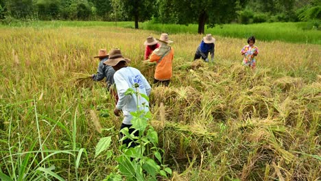 Cosecha-De-Arroz-En-Tailandia