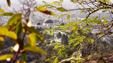 Vista-Estática-Del-Observatorio-Griffith,-Enmarcada-Alrededor-De-árboles-Y-Hojas,-Durante-El-Día-En-Los-ángeles