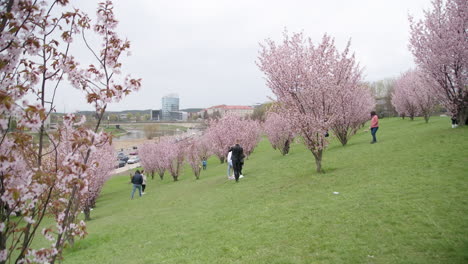 Panorama-De-Vilnius-Desde-El-Parque-Sakura-En-Un-Día-Sombrío-Con-El-Río-Neris-En-El-Fondo