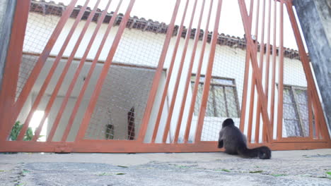 El-Mono-Llega-Y-Mira-Dentro-De-La-Casa-Antes-De-Saltar-La-Puerta,-Cámara-Lenta-En-ángulo-Bajo