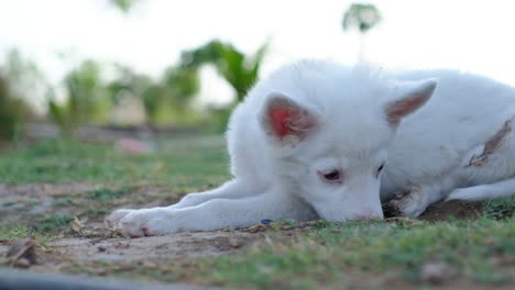 golden-retriever-puppy-dog-hugging-british-cat