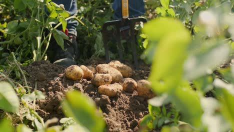 Fresh-potatoes-just-on-the-ground-in-farmers-farm-filmed-with-Panasonic-GH5-with-sigma-art-35mm-lens