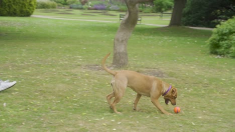 Cámara-Lenta-De-Perro-Jugando-A-Buscar-En-Los-Jardines-Botánicos-De-Sheffield,-Inglaterra