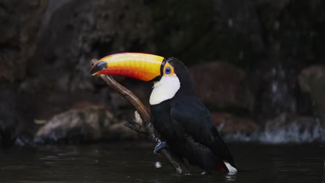 Nahaufnahme-Eines-Toco-Tukans,-Der-Auf-Einem-Holzzweig-Ausgerutscht-Ist-Und-Ins-Wasser-Des-Flusses-Fällt