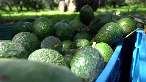 Aguacates-Hass-Verdes-Maduros-Que-Se-Arrojan-A-Una-Caja-De-Cosecha-En-México