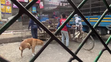 Vista-Del-Mercado-Local-De-Carne-A-Través-De-Las-Barandillas-De-Un-Auto-Rickshaw-Donde-Un-Comprador-Está-Cargando-Su-Camioneta-Con-Pollos-Blancos-Del-Mercado-De-Carne-En-Dhaka,-Bangladesh