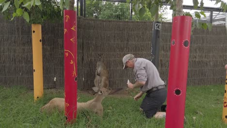 Cuidador-Del-Zoológico-Y-El-Canguro-Australiano,-Alimentando-Medicinas-Y-Suplementos-A-Los-Canguros