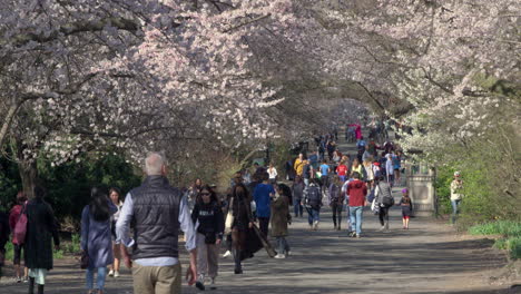 La-Gente-Camina-Bajo-El-Dosel-De-Los-Cerezos-En-Flor-En-Central-Park,-N