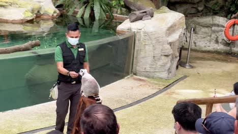 Exotic-ring-tailed-lemur,-lemur-catta,-walking-on-handrail-with-audiences-sitting-in-the-seat,-watching-the-performance-on-the-stage-at-Singapore-safari-zoo,-mandai-wildlife-reserves